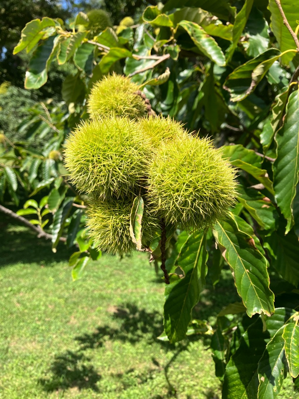Green and spiky.