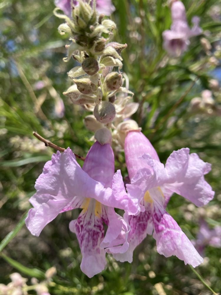 Lavender flower