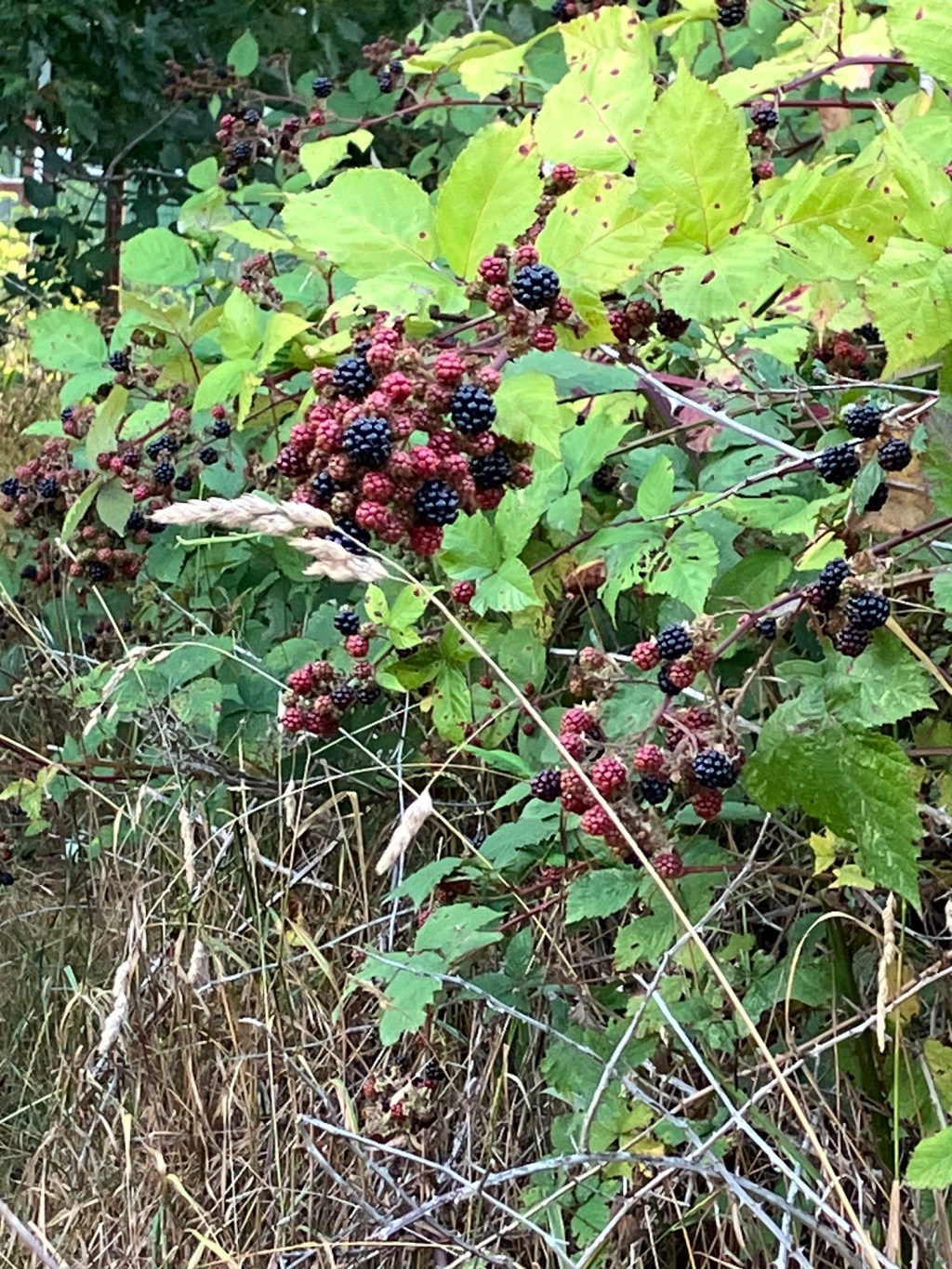 Blackberries