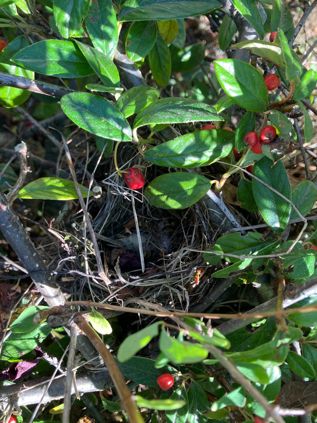 Nest
