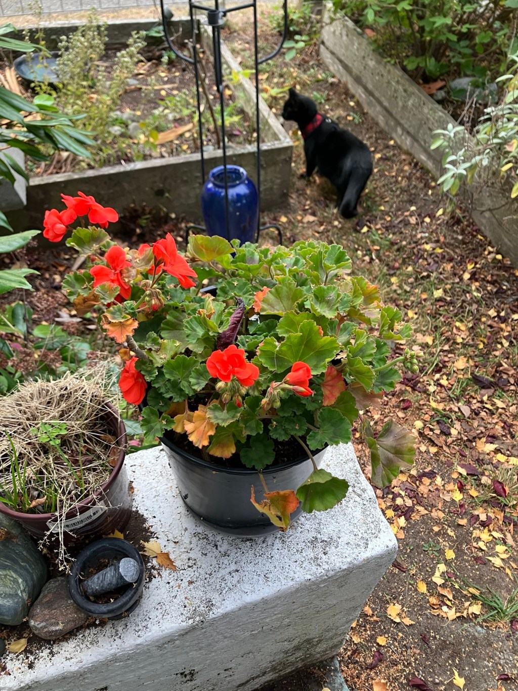 Geraniums with cat